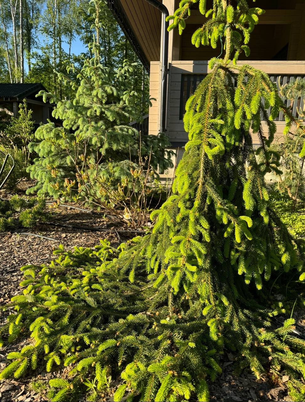 Picea abies ‘Loreley’