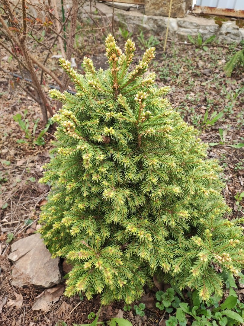 Picea abies 'Dundanga'