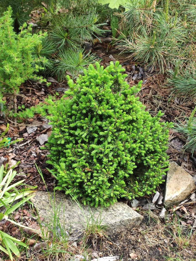 Picea abies ‘Dans Dwarf’