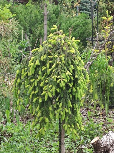 Picea abies 'Honey Pot'