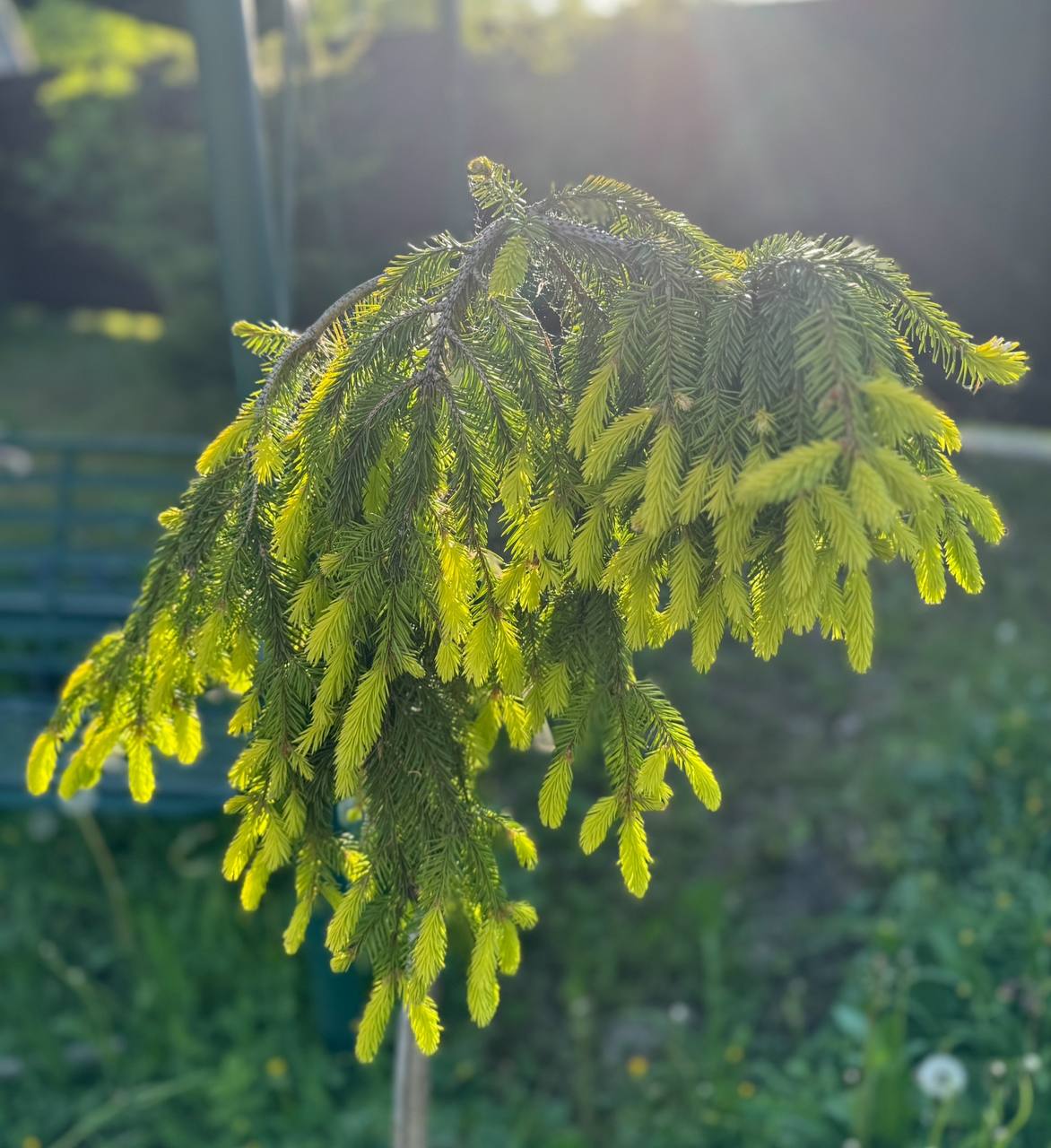 Picea abies ‘Anita's Golden Cloak’