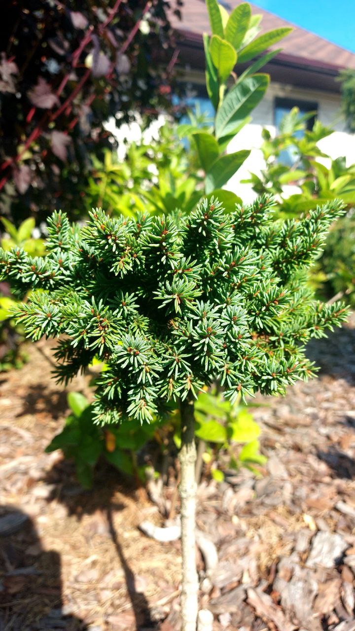 Picea abies 'Kompliment'