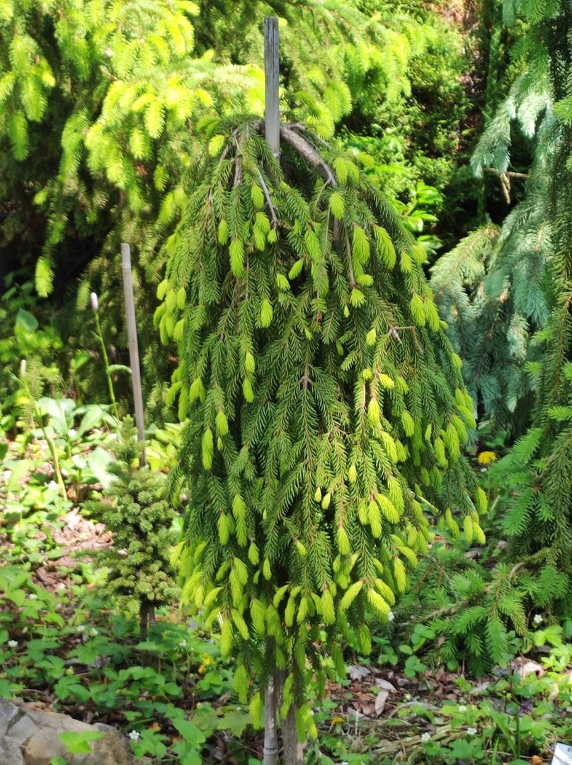 Picea abies 'Gold Finch'