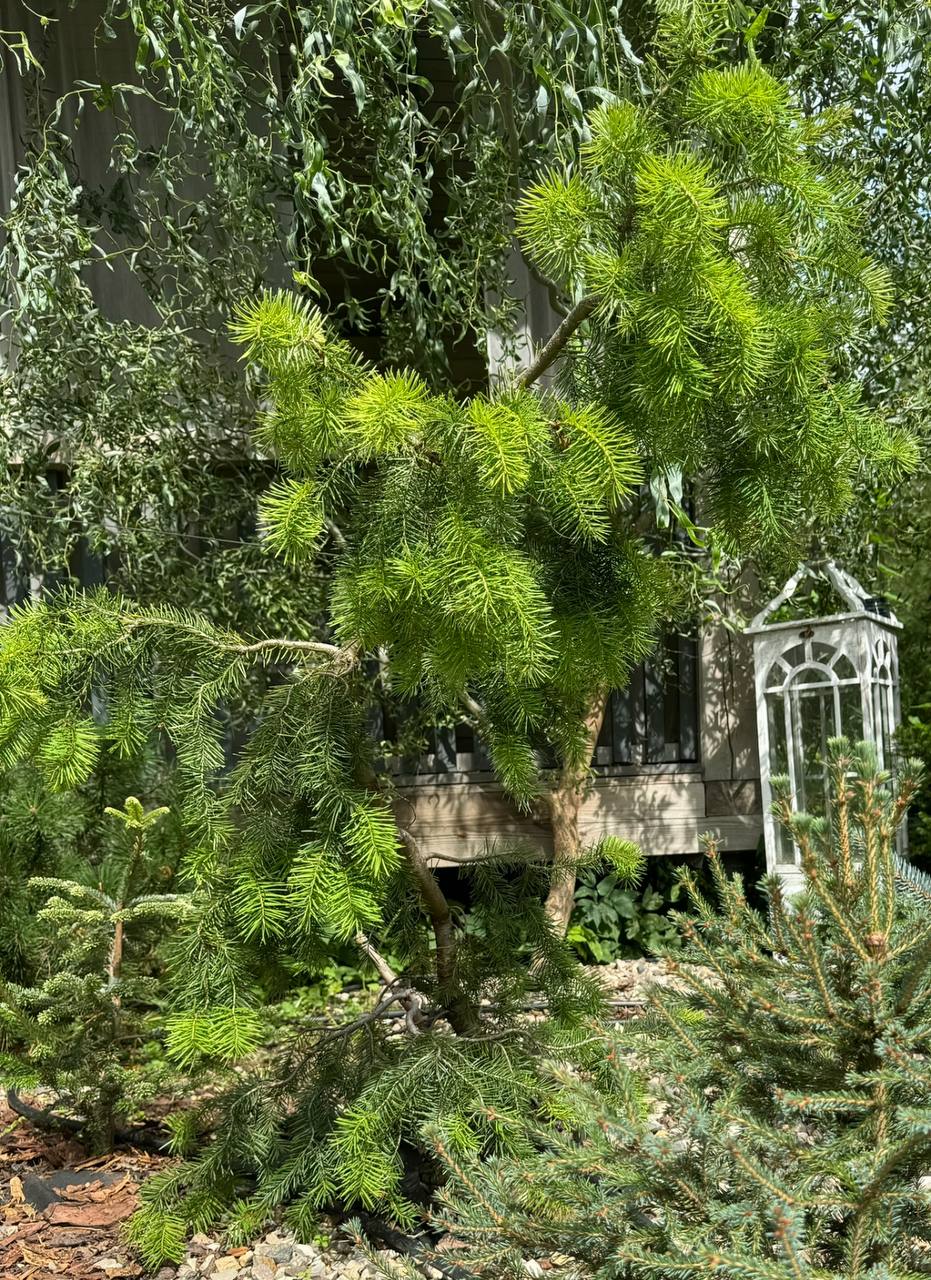 Pseudotsuga menziesii 'Serpentine’