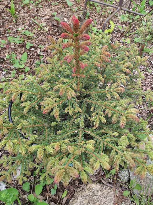 Picea abies 'Punahilkka'