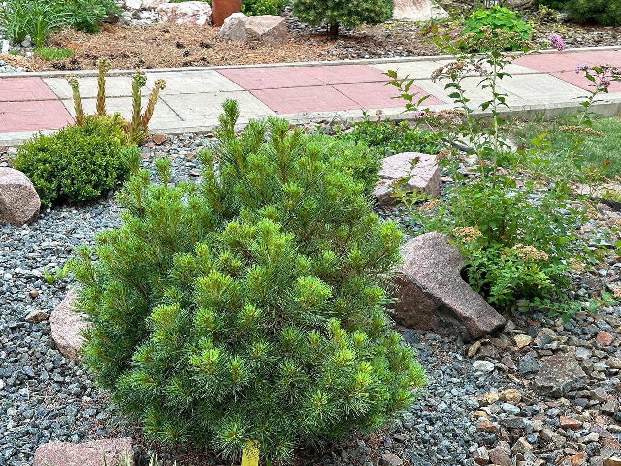 Pinus strobus ‘Sea Urchin’