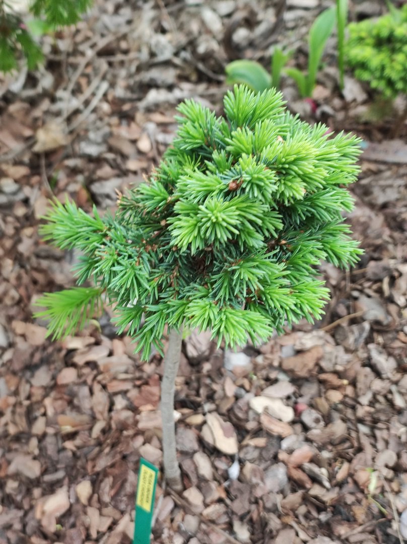 Picea obovata 'Olgoy Chorchoy'