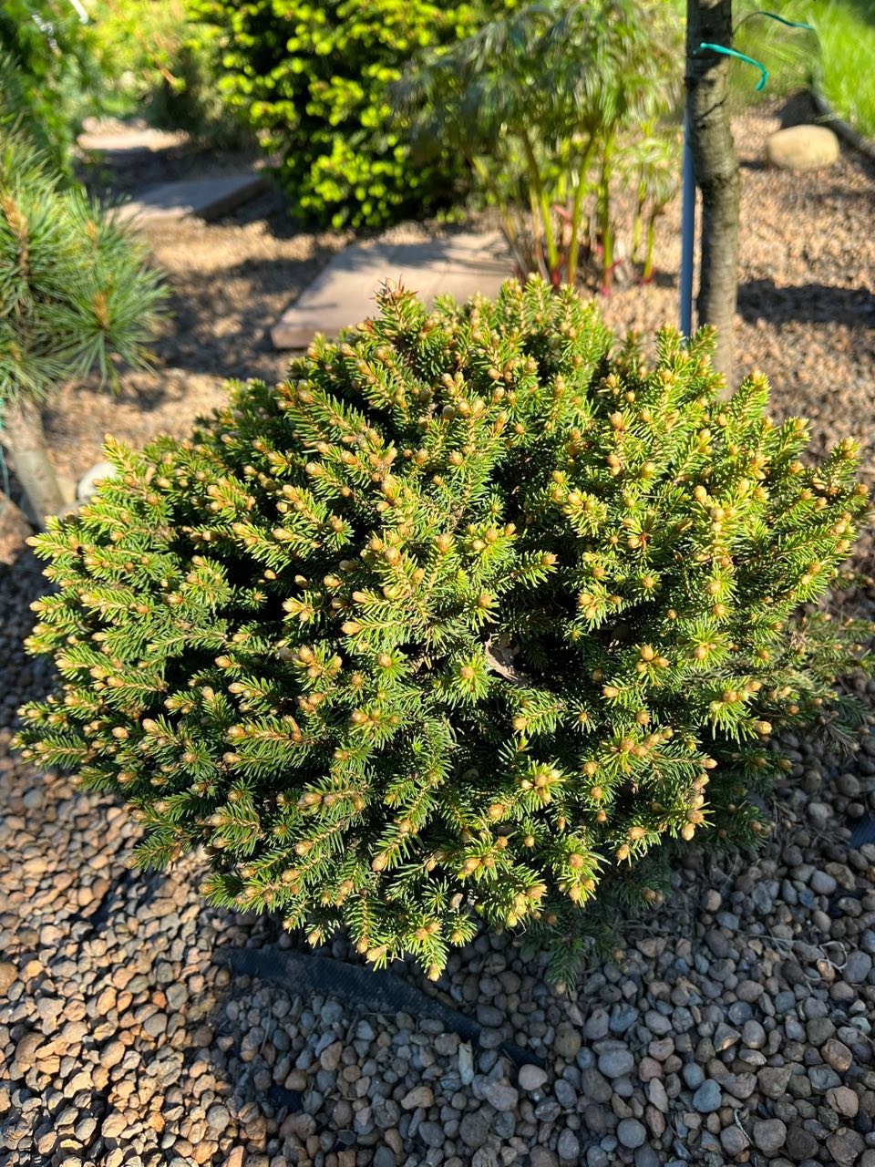 Picea abies ‘Kral’