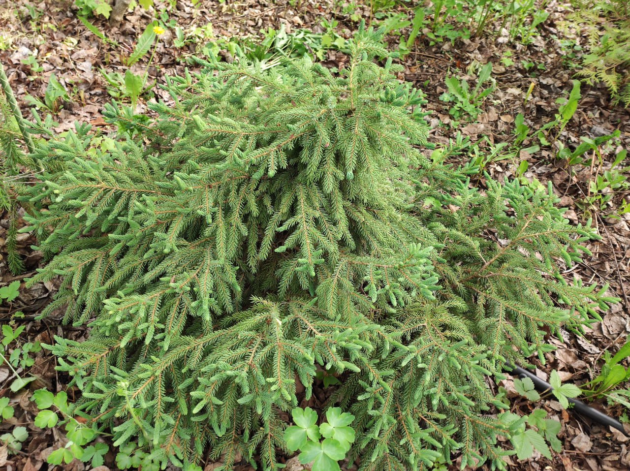 Picea mariana 'Dunetta'