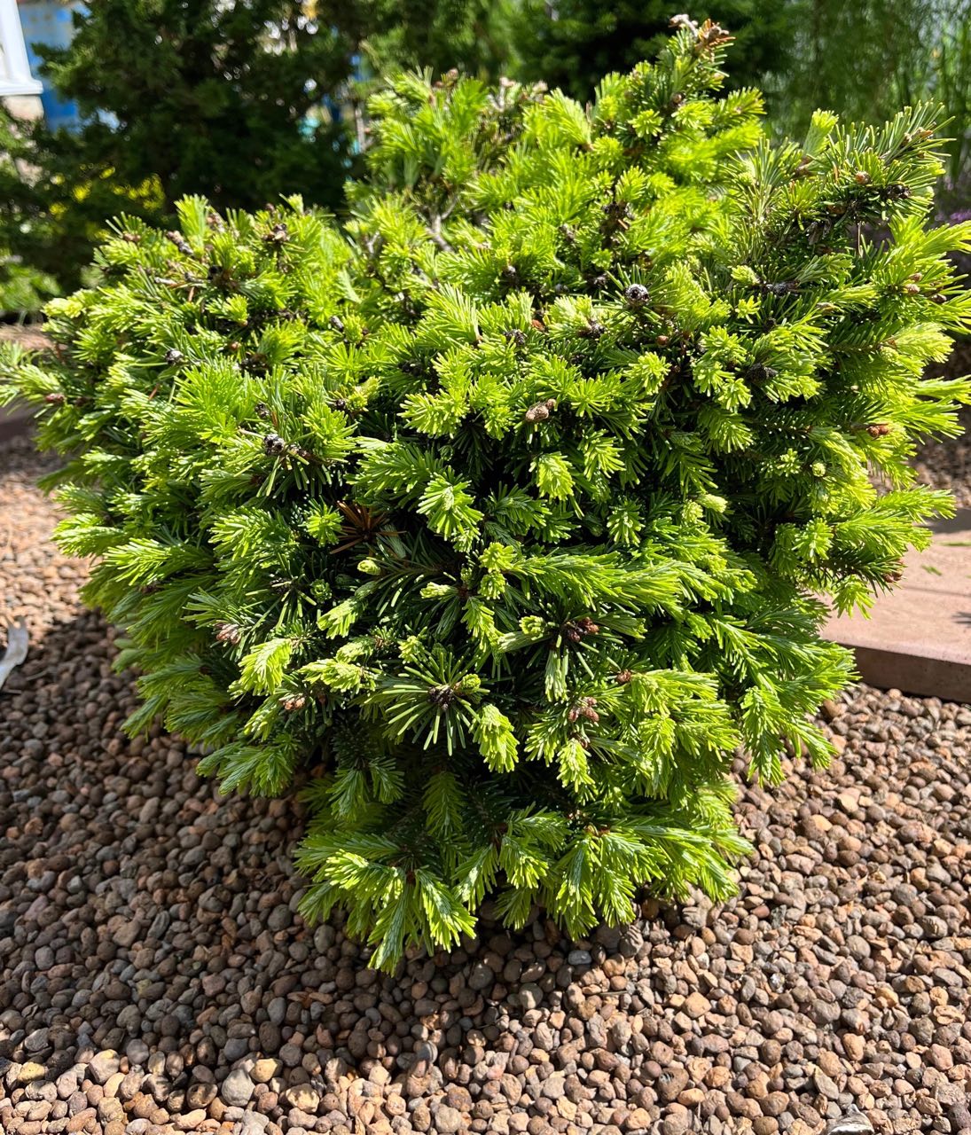 Abies sibirica ‘Serko’