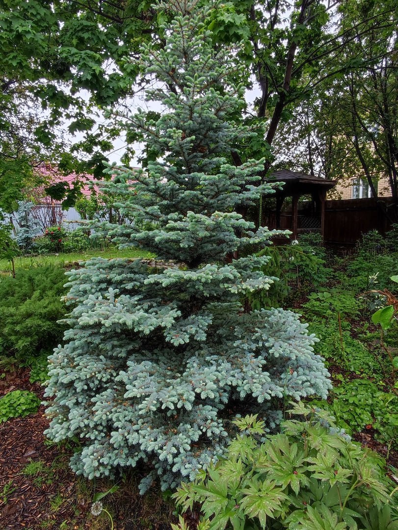 Picea pungens 'Montgomery'