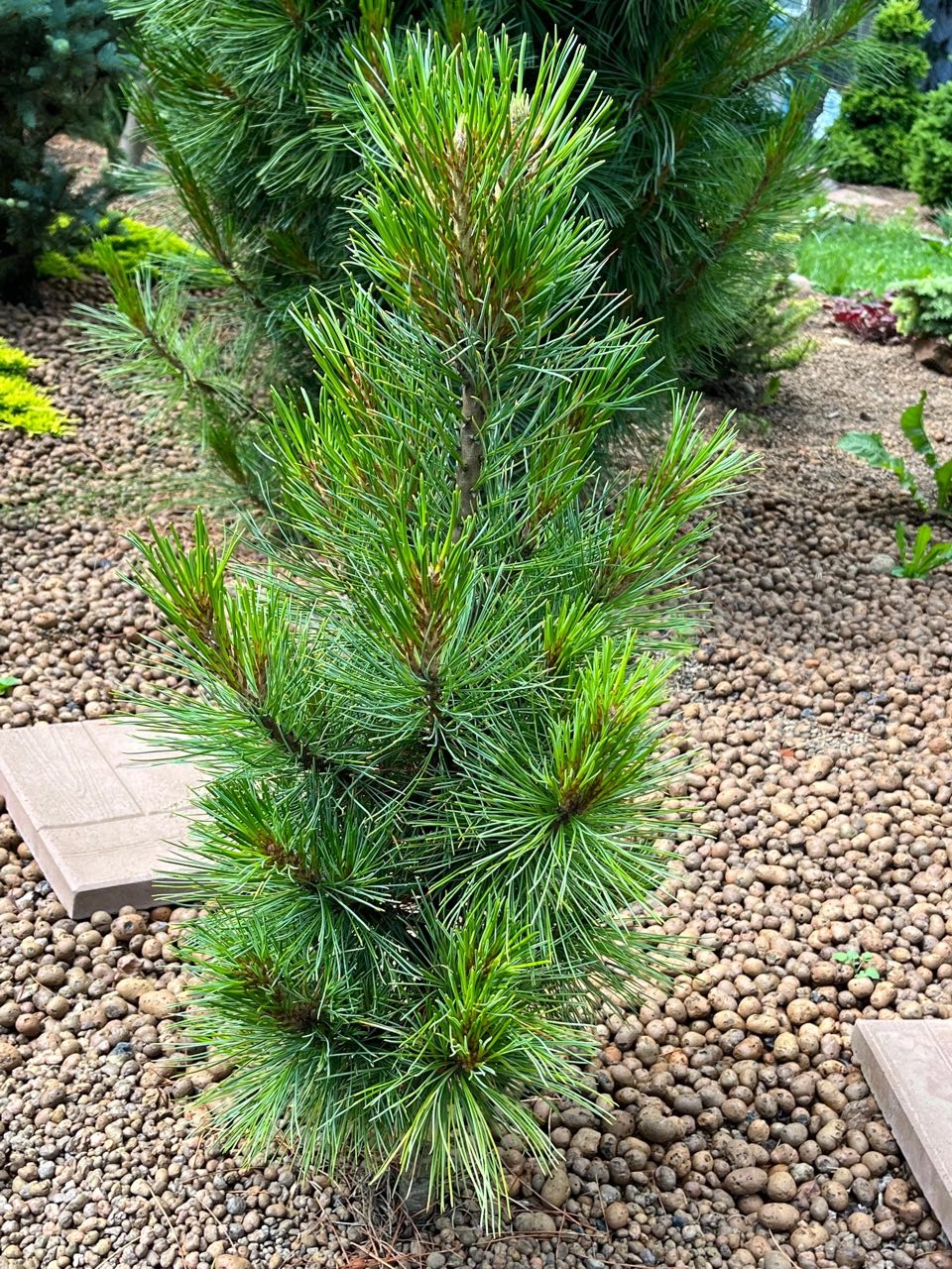 Pinus sibirica 'Recordistka'