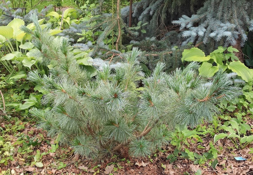 Pinus pumila 'Draijer's Dwarf'