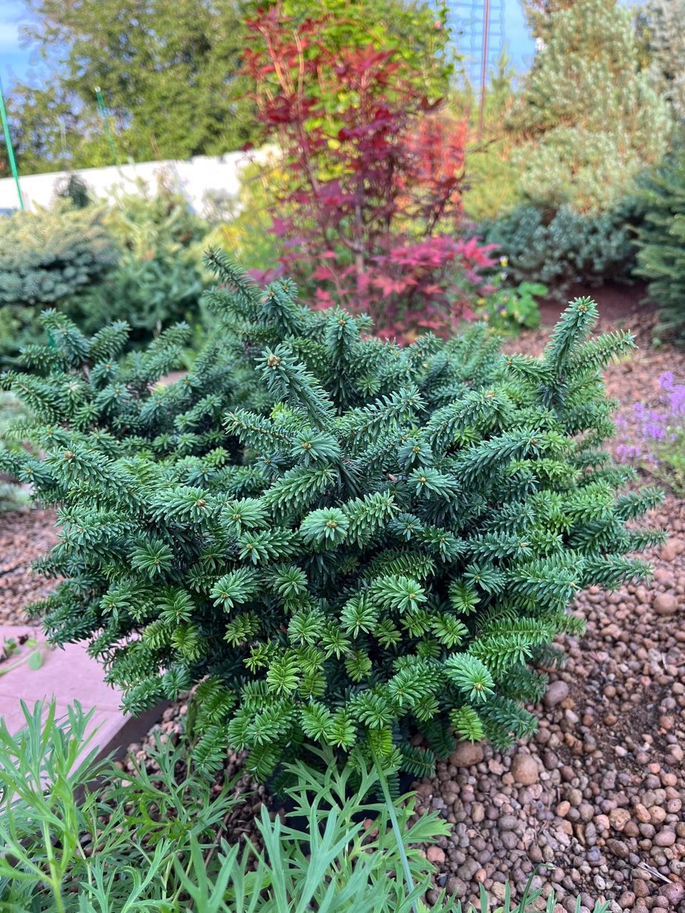 Abies balsamea ‘Kiwi’