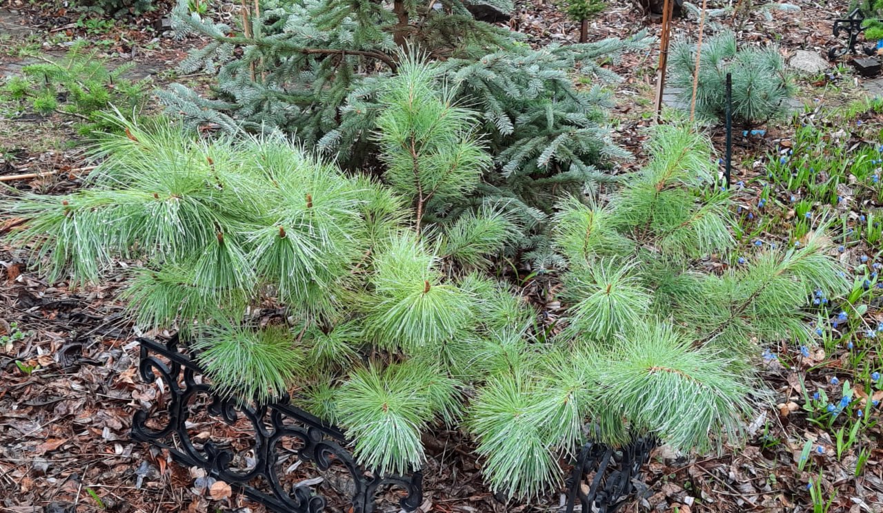 Pinus pumila 'Kunashir'