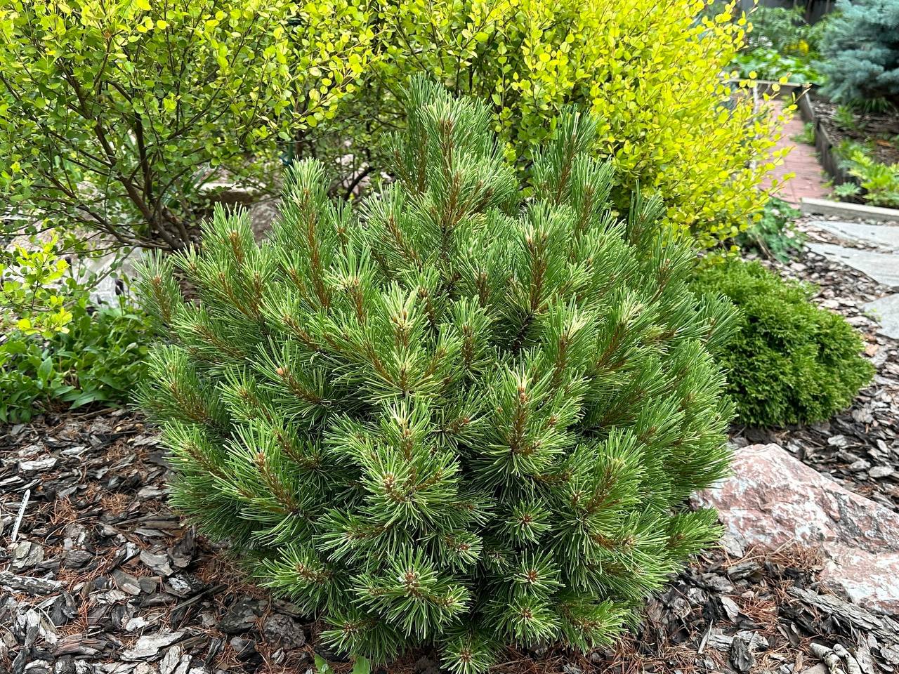 Pinus mugo ‘Milky Way’