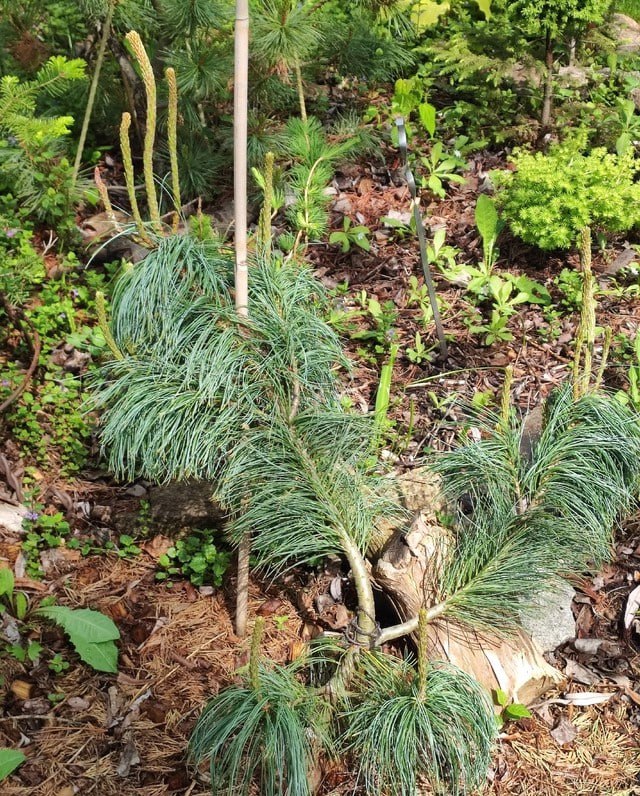 Pinus pumila 'Barmstedt'