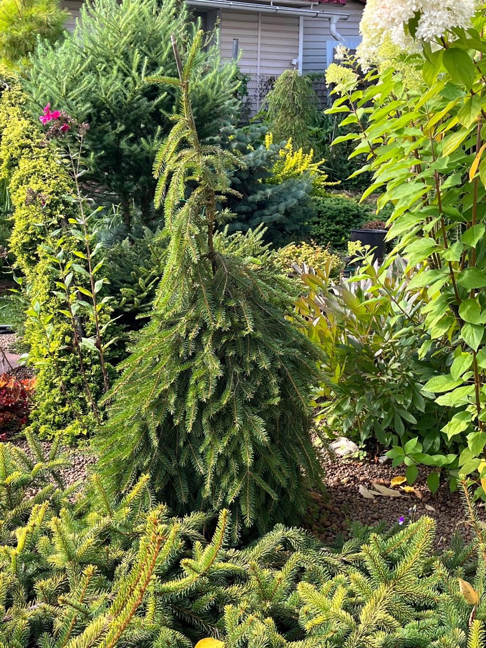 Picea abies ‘Formanek’