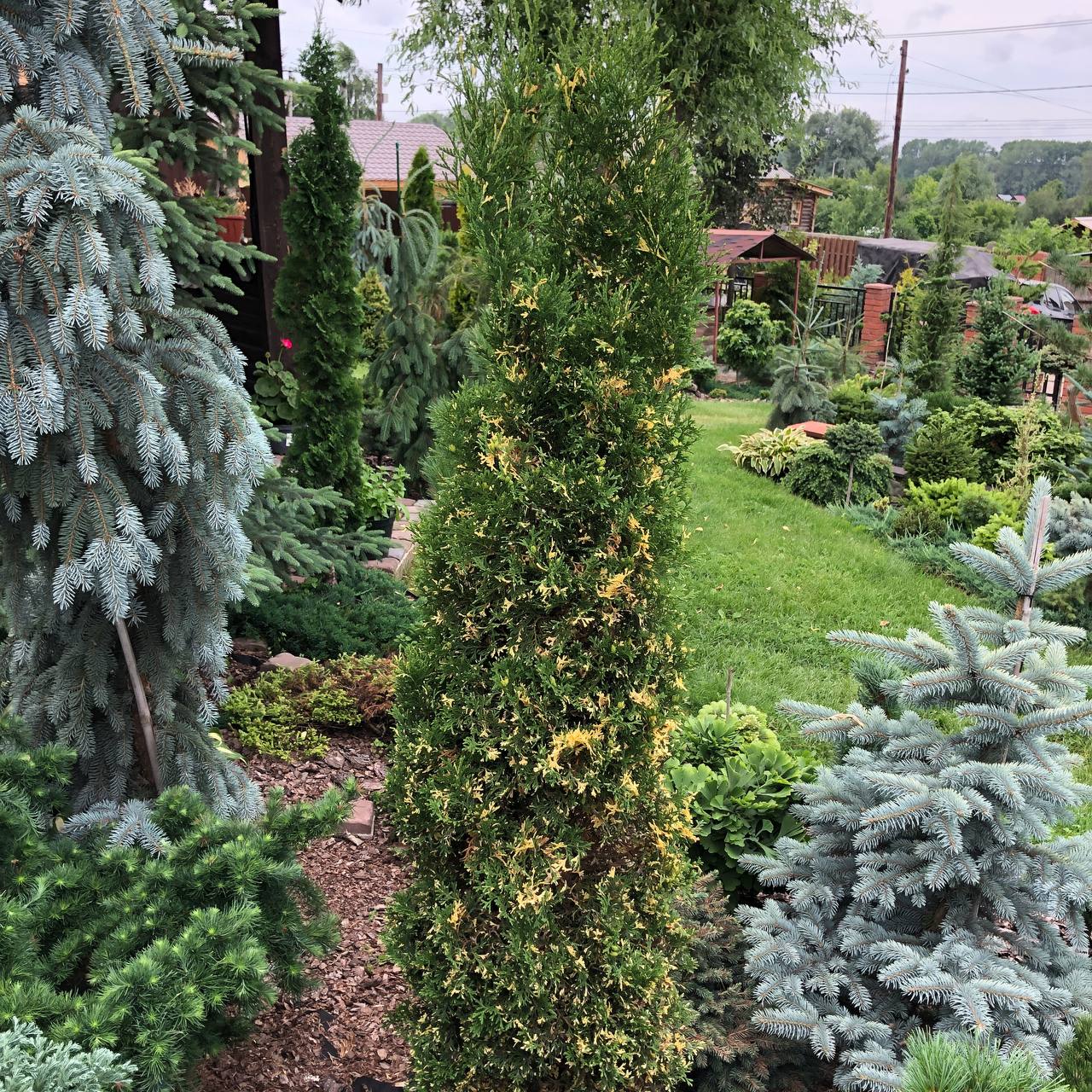 Thuja occidentalis 'Konfettii'