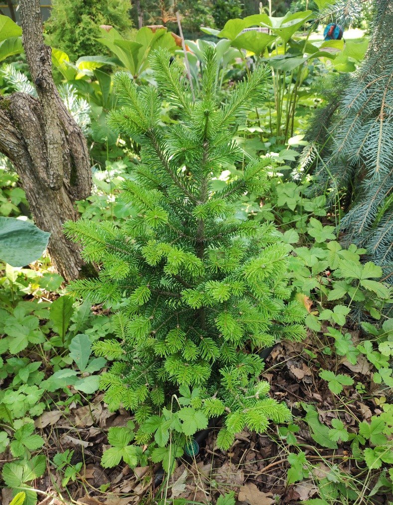 Abies sibirica 'Medvezhonok'