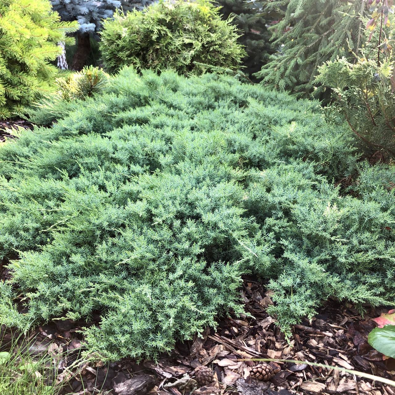 Juniperus davurica 'Leningrad'