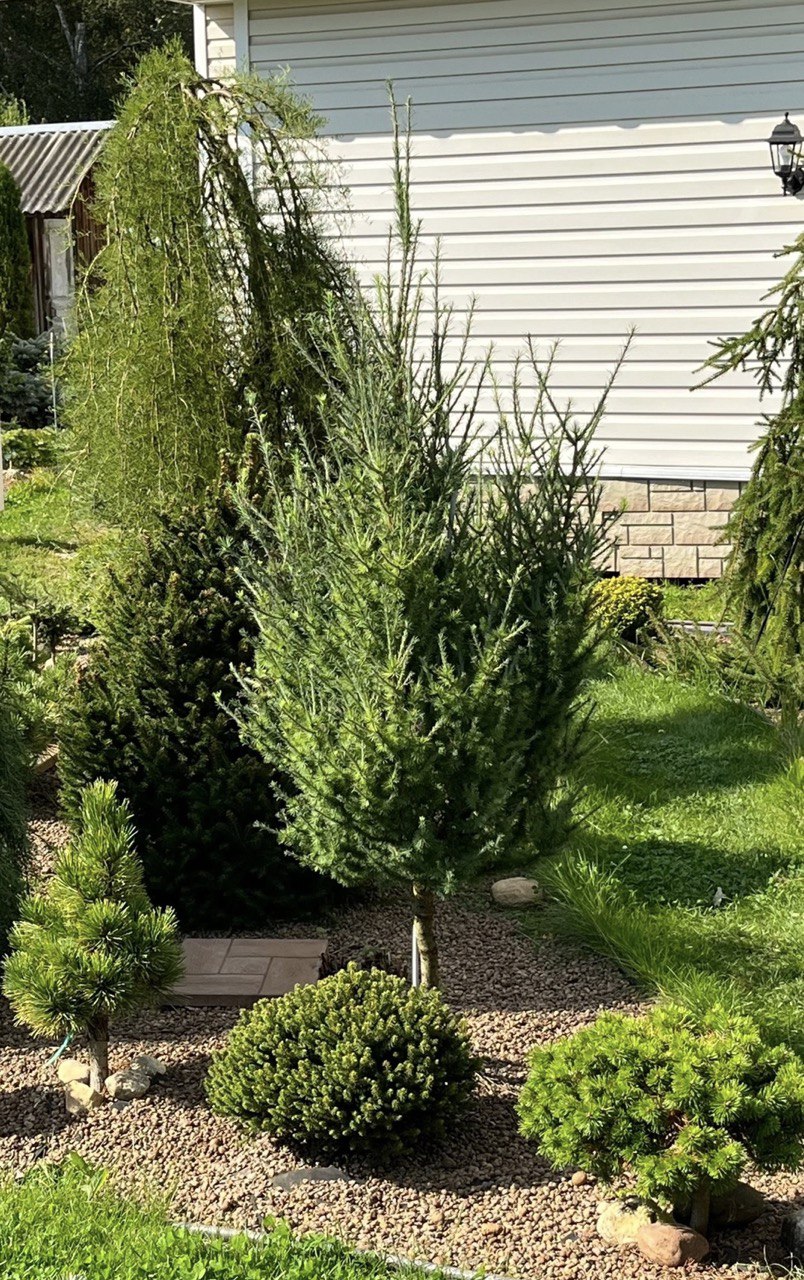 Larix laricina ‘Deborah Waxman’