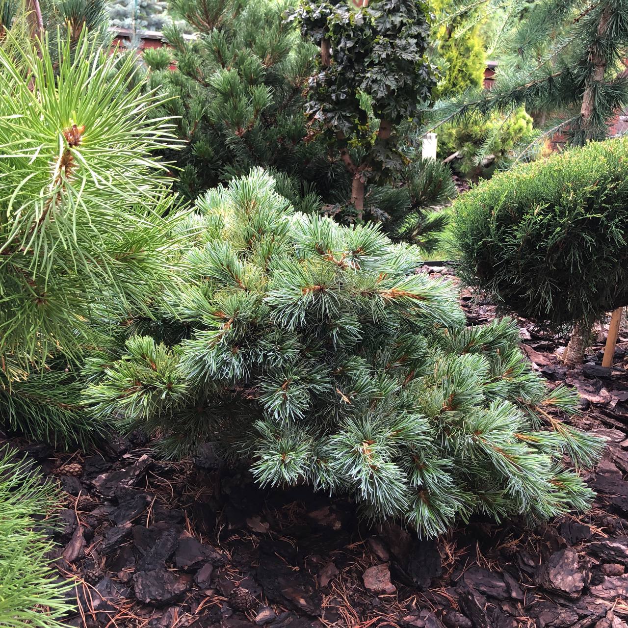 Pinus parviflora 'Hagoromo'