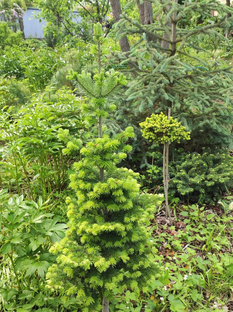 Abies sibirica 'Austerlits'