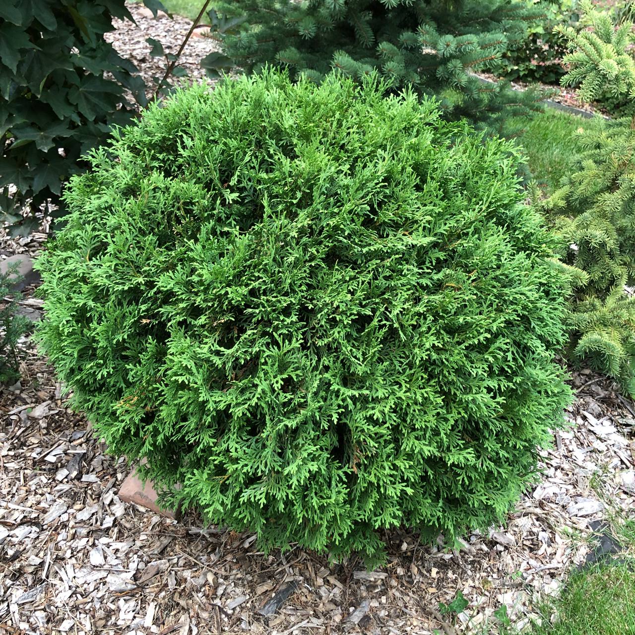Thuja occidentalis 'Tiny Tim'