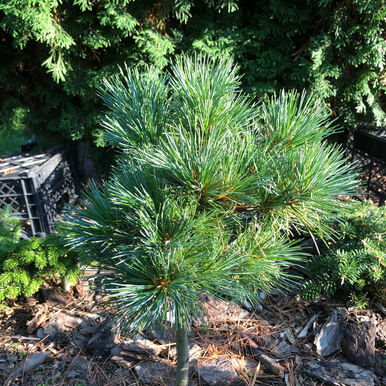 Pinus koraiensis ‘Gornostay’
