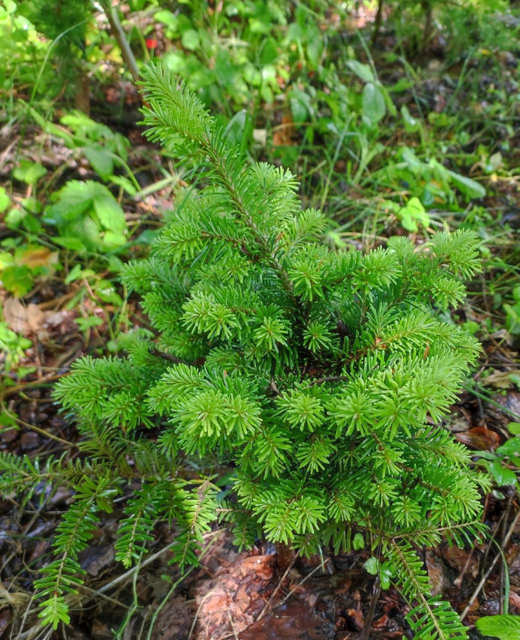 Abies sibirica 'Landyshevka'