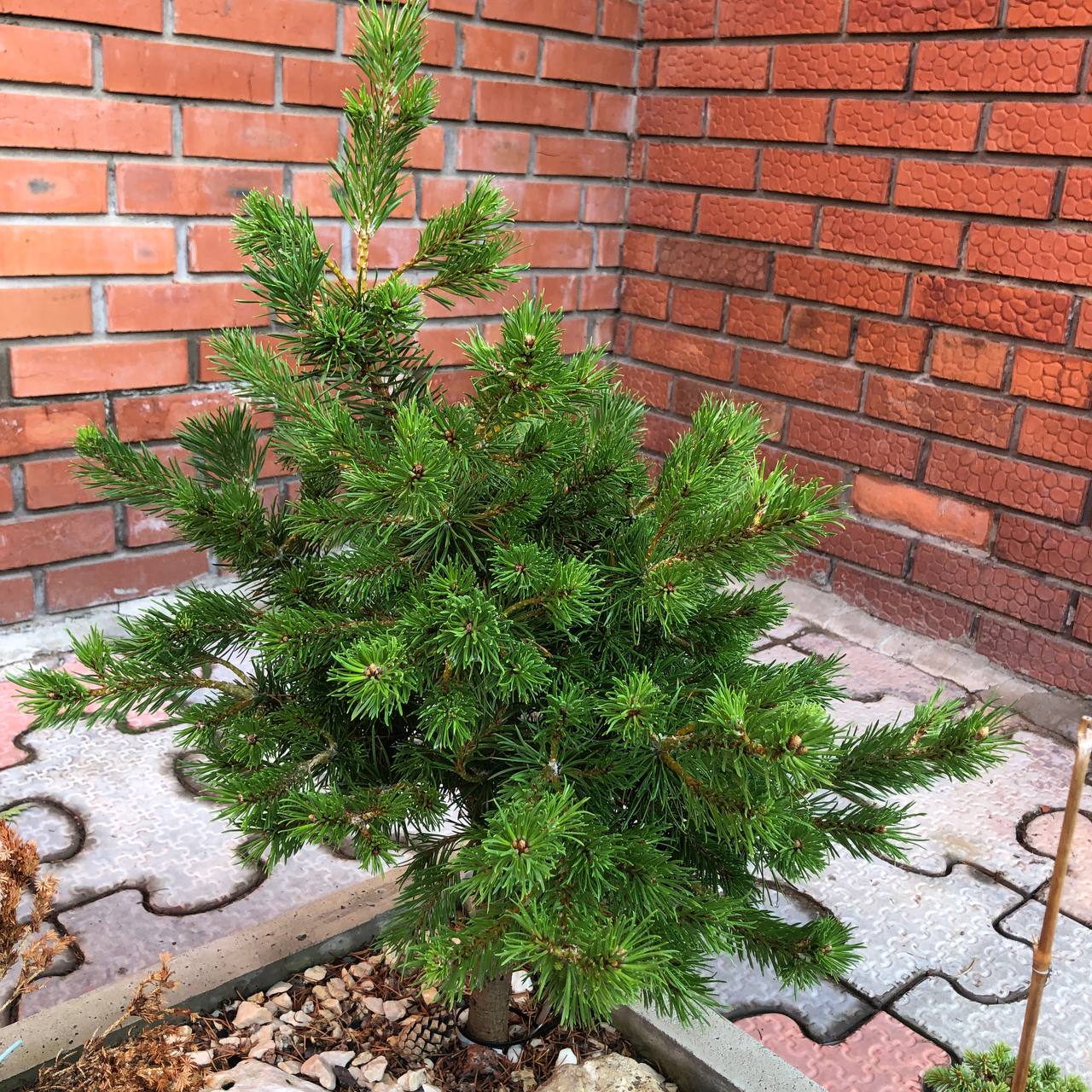 Pinus banksiana 'Martin Novak'
