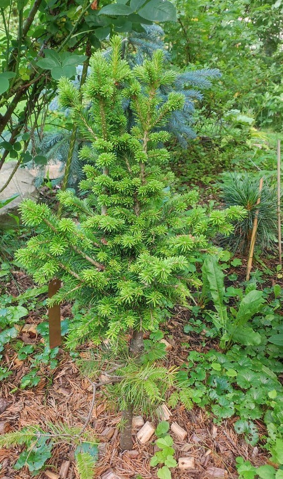 Abies sibirica 'Punkaharyu'