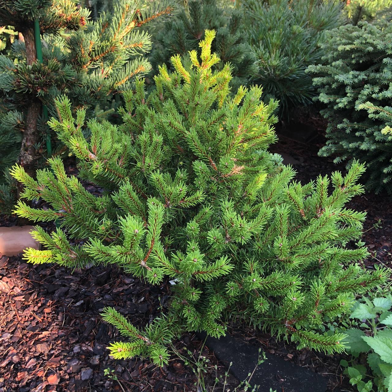 Pinus banksiana 'Ala'