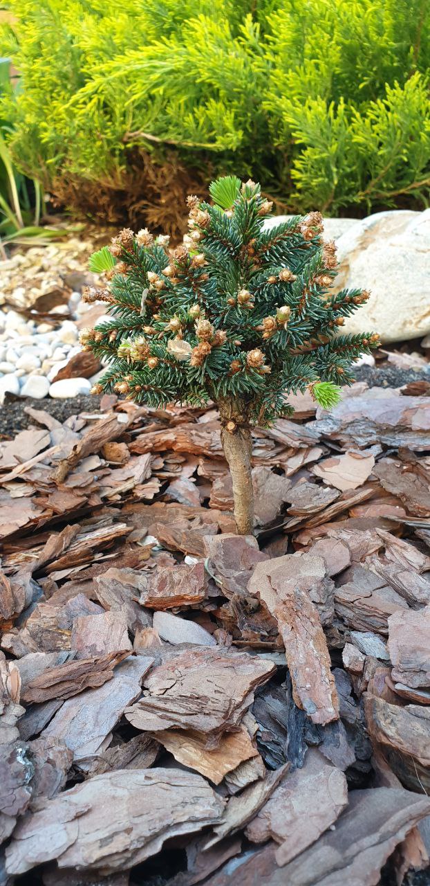 Picea abies 'Cinovec'