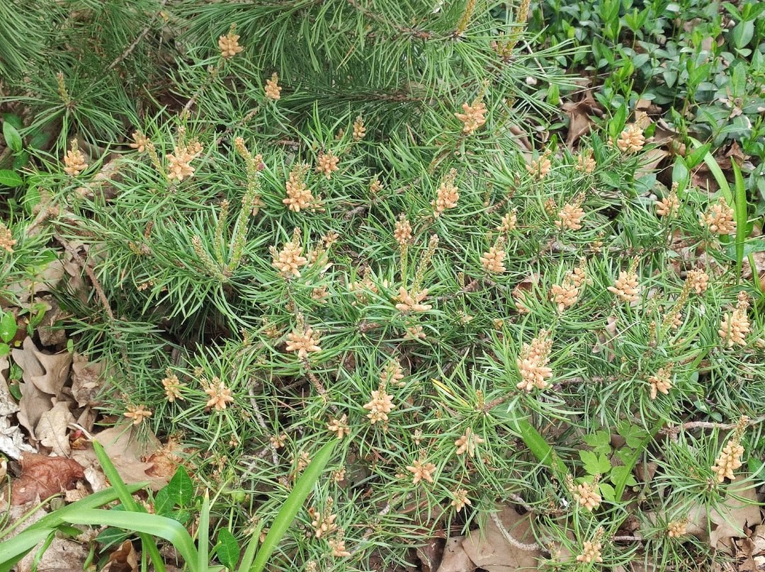 Pinus banksiana 'Schoodic'