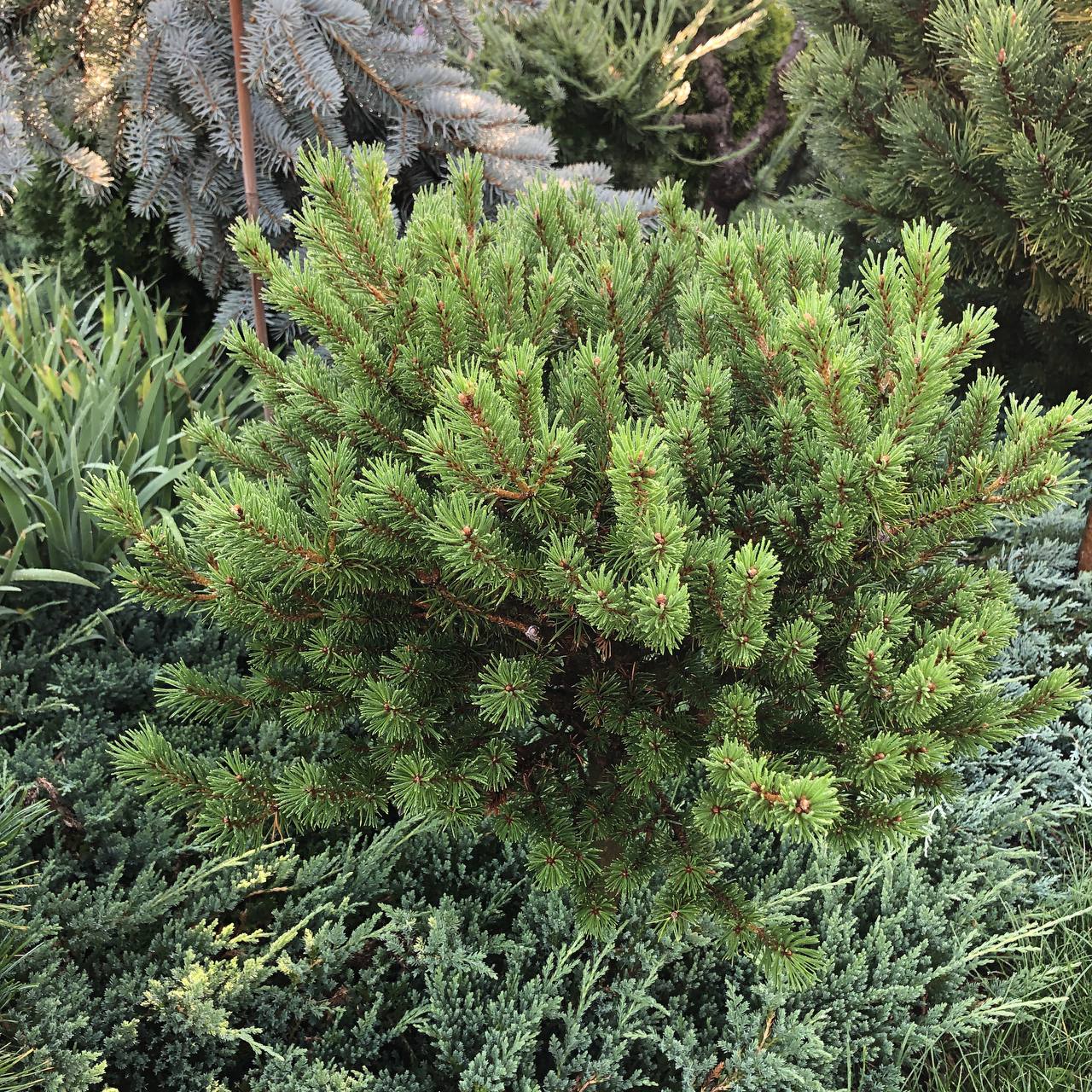 Pinus banksiana 'Wiskonsin'