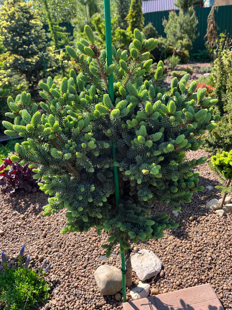 Picea glauca ‘Aquamarine’