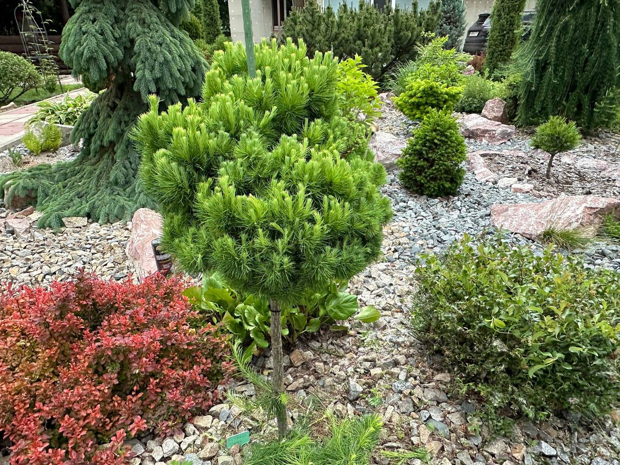 Larix sibirica ‘Masha’