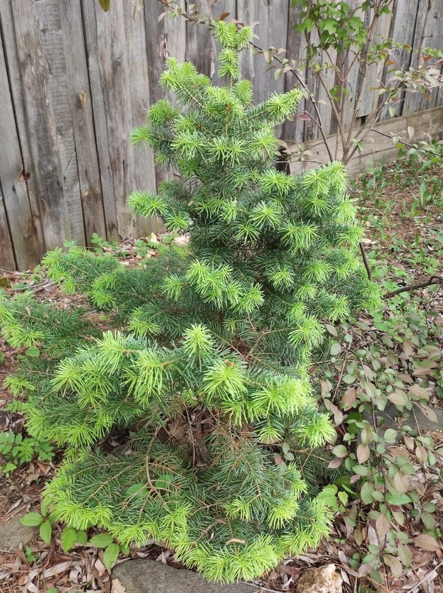 Abies lasiocarpa 'Green Globe'