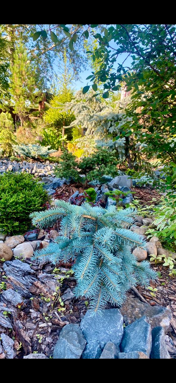Picea pungens 'Blue Wave'