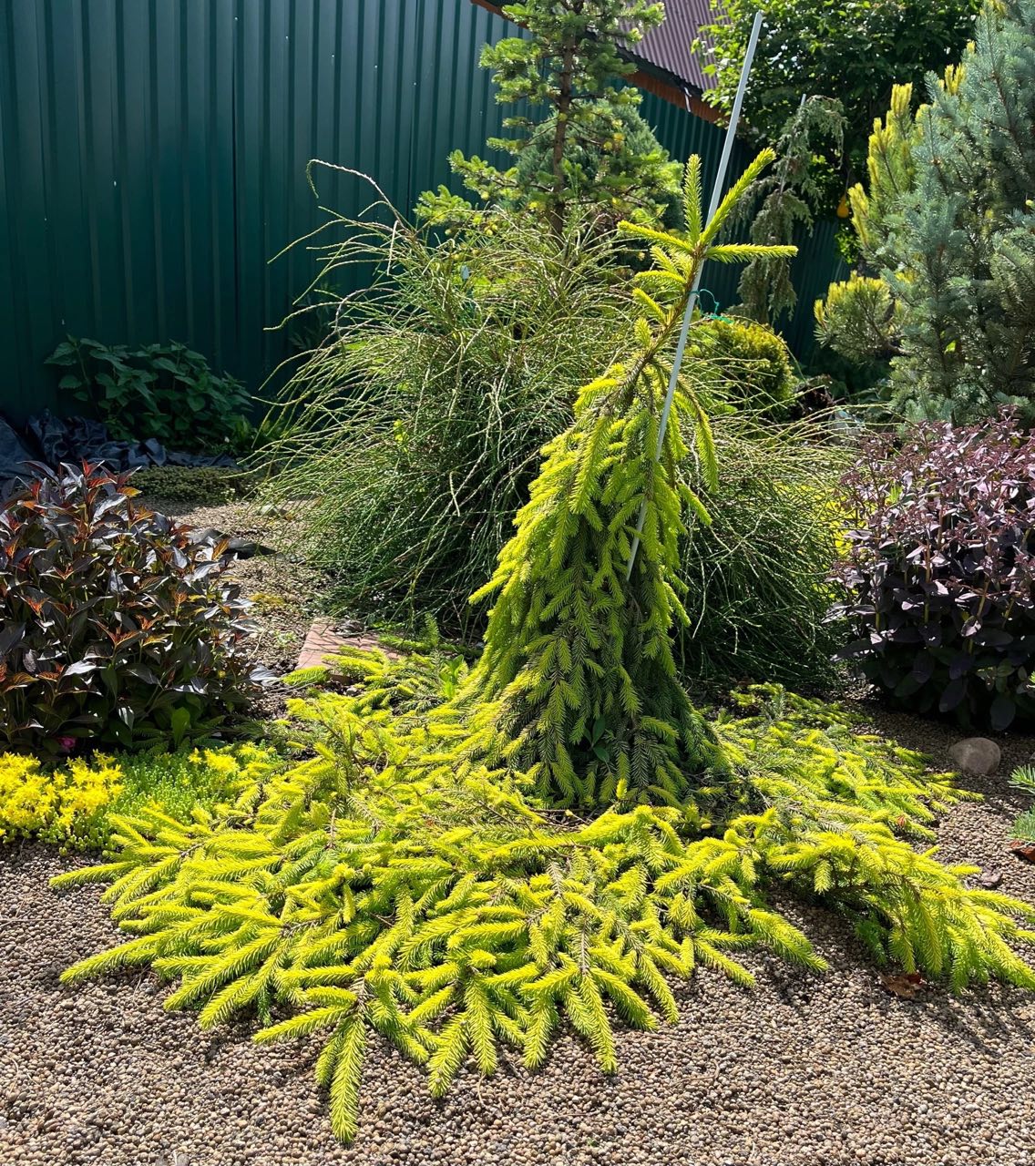 Picea abies ‘Gold Finch’