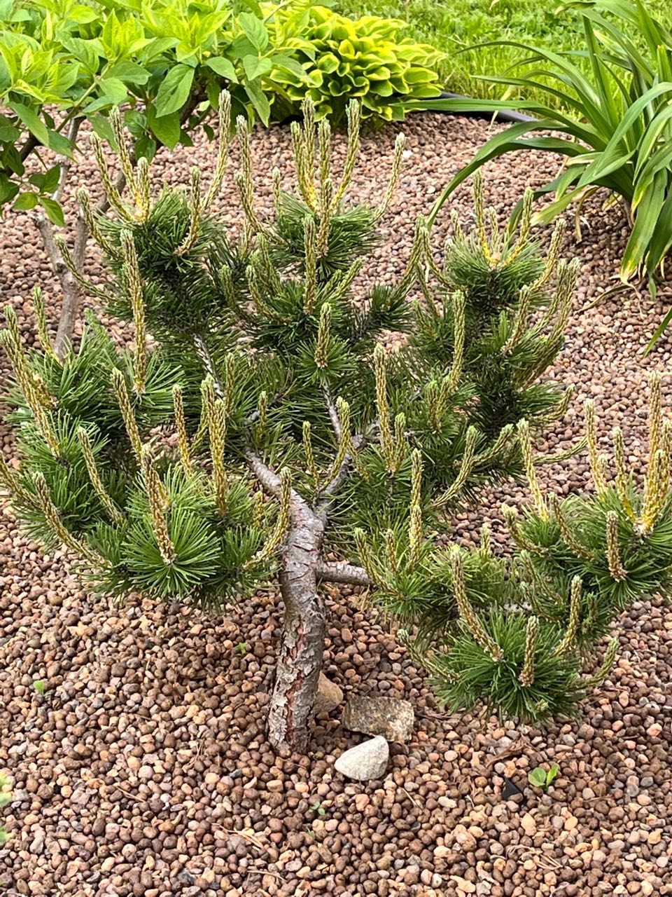 Pinus mugo 'Prostrata ‘