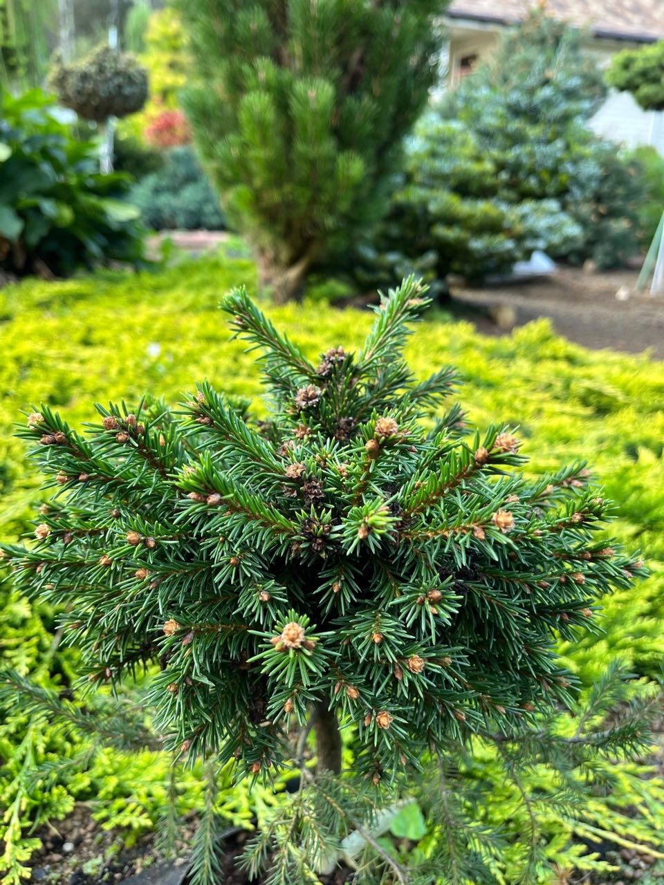 Picea obovata ‘Kurlek’