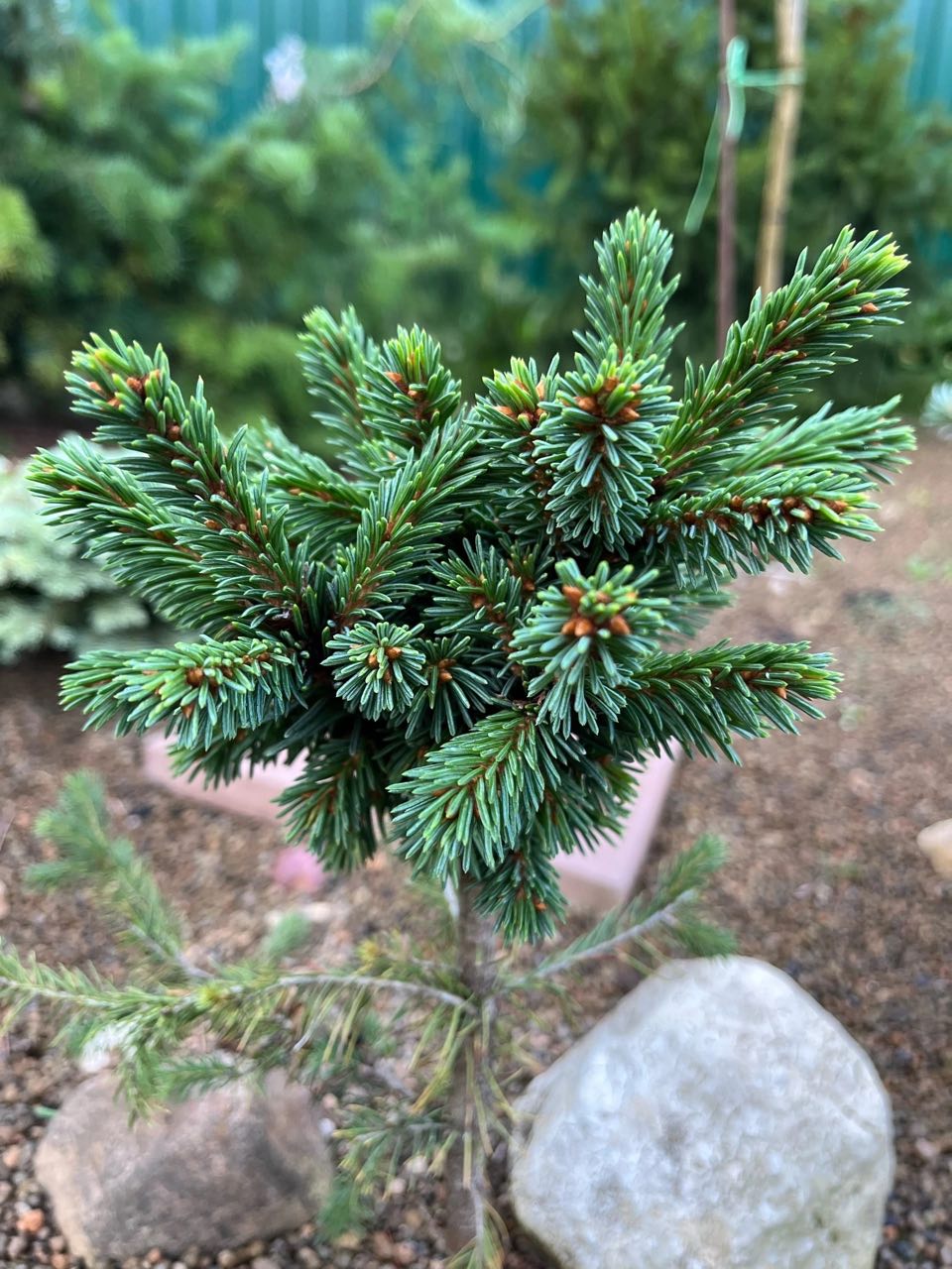 Picea x fennica ‘Kodama’