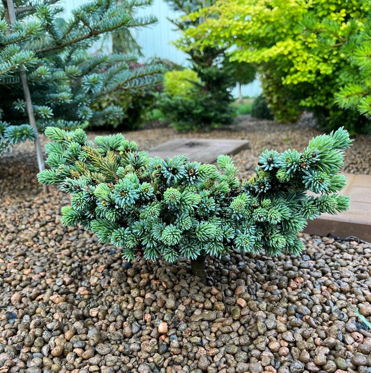 Picea jezoensis 'Schirrmann'