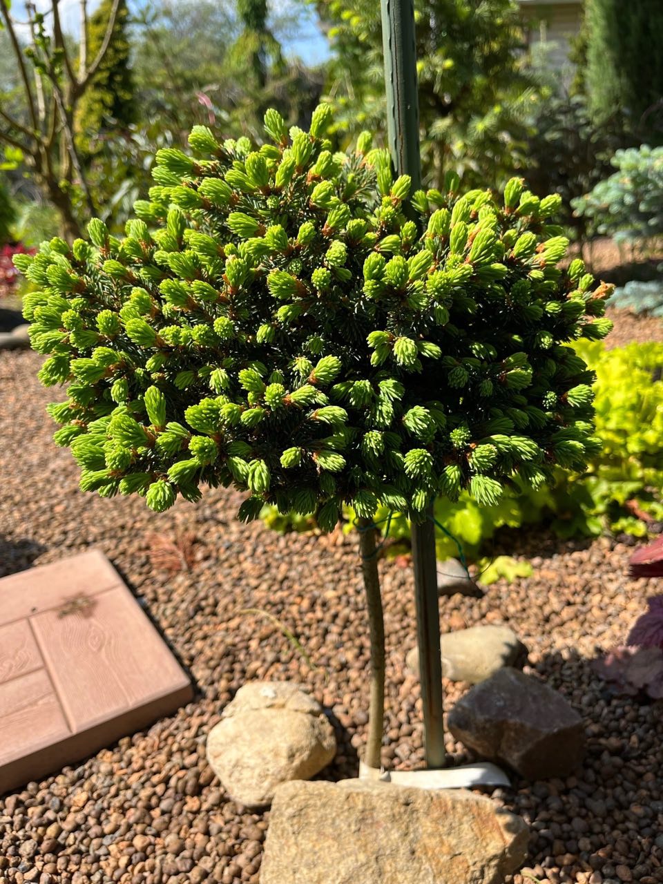 Picea mariana ‘Arij’