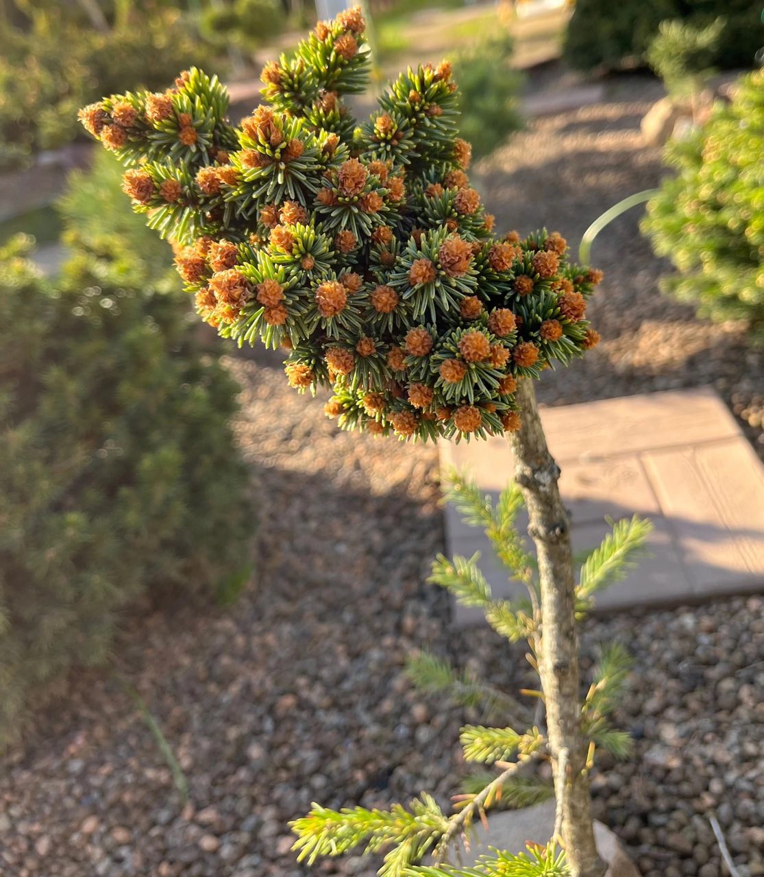 Picea abies ‘Riha’