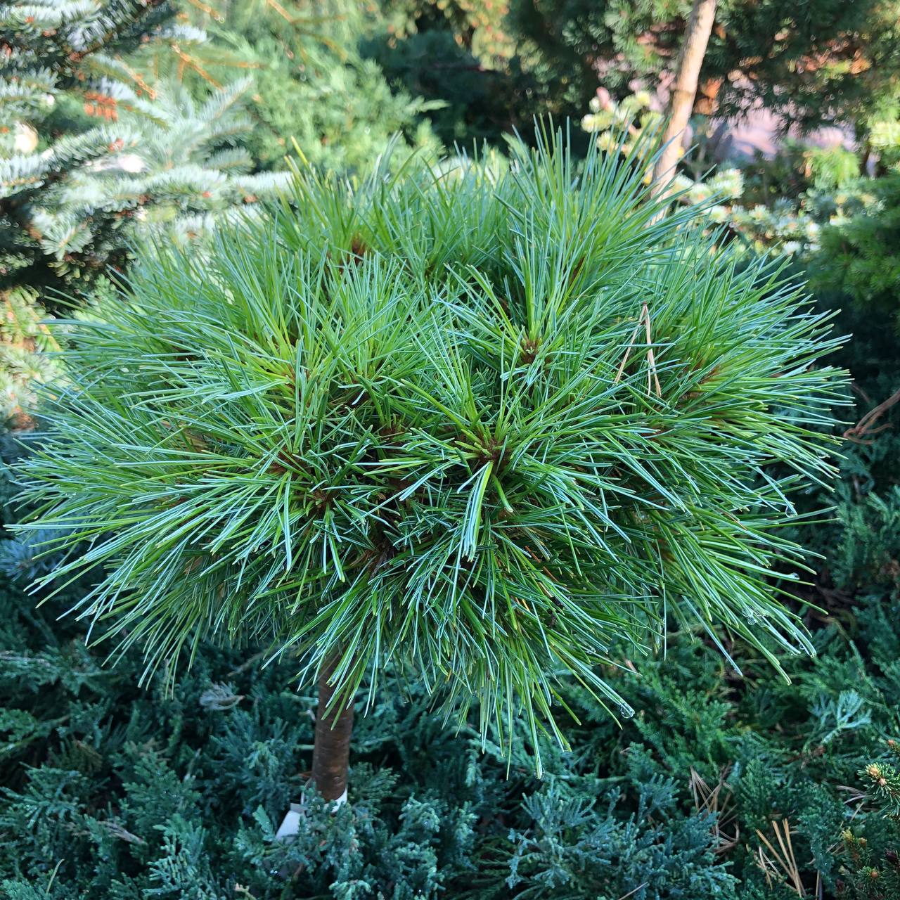 Pinus peuce ‘Banderica’