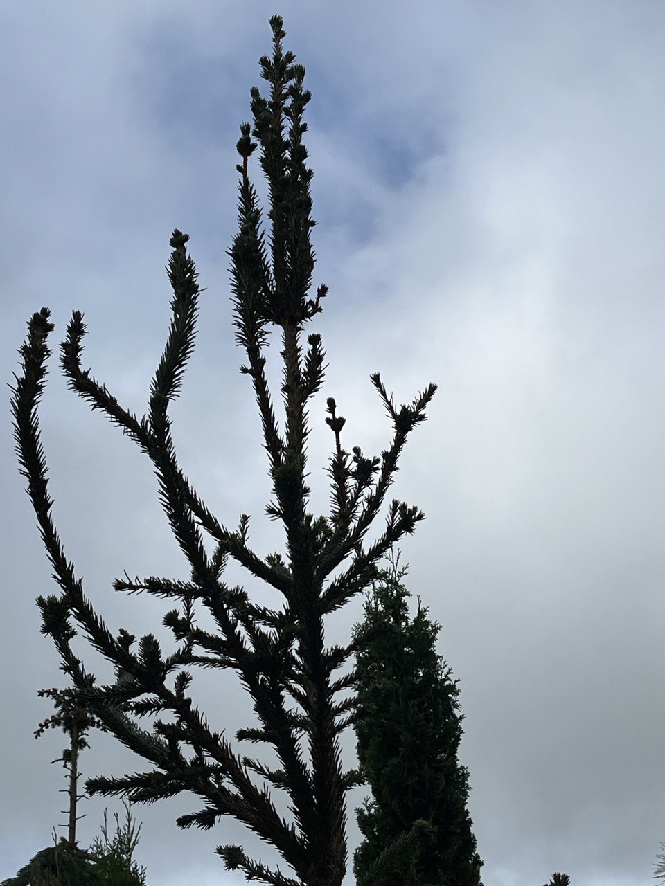 Picea abies ‘Haage’